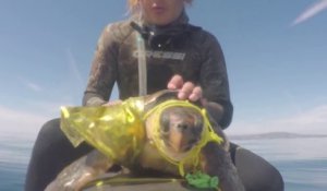 Sauvetage d'une tortue coincée dans du plastique et filets