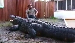 Ce gars courageux et inconscient s'assoit tout près d'un crocodile géant