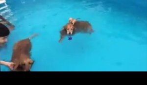 Un chihuahua adore se baigner mais sur le dos de son copain !
