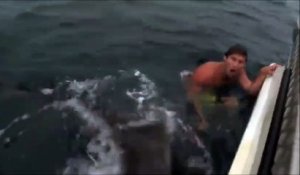 Ce nageur se fait attaquer par un requin ... Chaud