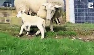 Une brebis met au monde un agneau avec 5 pattes !