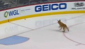 Un chien s'entraîne au hockey sur glace à Washington