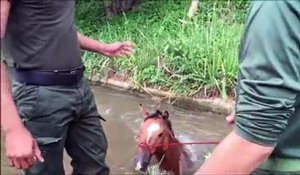 Un cheval se retrouve coincé dans un canal rempli d’eau et échappe de justesse à une mort certaine !