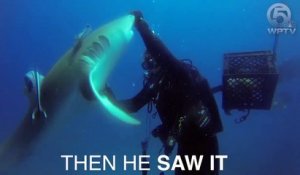 Un requin avec un hameçon dans le ventre vient demander de l'aide à un plongeur