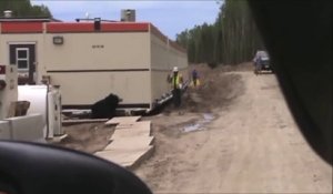 Un ouvrier surpris par un Ours sur un chantier !