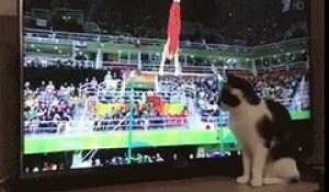 Le chat qui aime la gymnastique à la TV