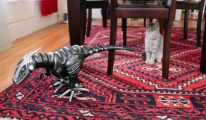 Mortal combat : quand un chat découvre un « dangereux dinosaure... La bataille ne peut être qu'électrique !