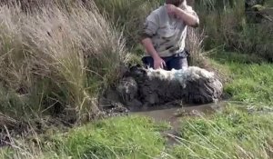 Un homme sauve un mouton coincé dans une mare de boue !