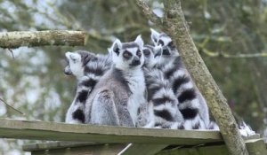 Au zoo, des autistes travaillent auprès des animaux en Bretagne