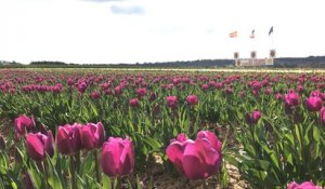 La cueillette de l'opération Tulipes contre le cancer est lancée