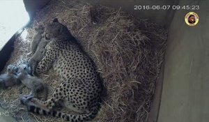 Exceptionnel : une femelle guépard donne naissance à 4 bébés, dans une réserve africaine !