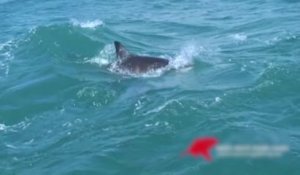 Un Grand requin blanc dévore un phoque