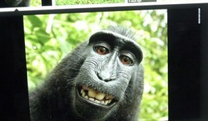 Chassé en Indonésie pour sa viande, le macaque noir en péril