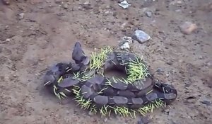 Ce serpent a regretté d'avoir mangé un porc-épic !