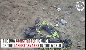 Un serpent tente de manger un porc-épic et se retrouve dans un sale état !