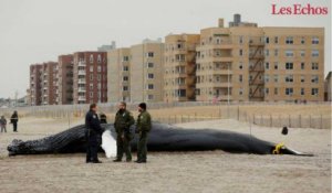 Une baleine à bosse s’échoue sur une plage de New York