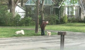 Il promène ses chiens et les perd dans le quartier !!
