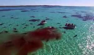 Une meute de requins attaque une baleine devant des touristes et la dévore en un temps record !
