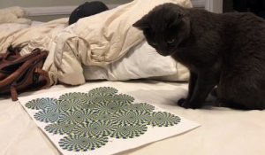 Ce Chat Est Hypnotise Par Ce Dessin Illusion D Optique Sur Orange Videos