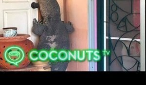 Huge monitor lizard pays unwanted visit to family in Thailand | Coconuts TV