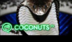 Catching an angry spitting cobra in Singapore | Coconuts TV