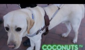 Hong Kong’s Seeing Eye Dogs | Coconuts TV