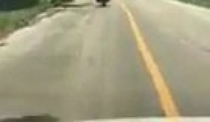 Ce motard évite de justesse la morsure d'un serpent en pleine route !