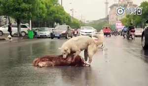 Tellement triste, ce chien essaie désespérément de réveiller son ami qui vient d'etre percuté