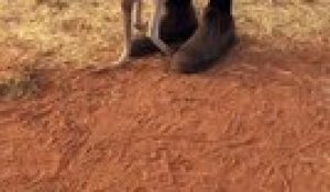 Ce bébé kangourou adore son coucouche panier... Adorable