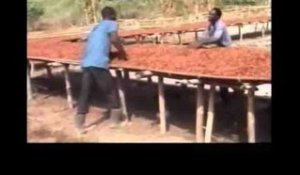 Redinamisation de la filière café-cacao à Gagnoa