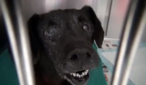 Atteinte d’une tumeur, cette chienne a été abandonnée par ses maîtres dans un sac poubelle