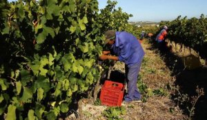 Les vins sud-africains menacés par des prix trop bas
