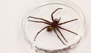 Mexique: une nouvelle espèce d'araignée surprend les experts