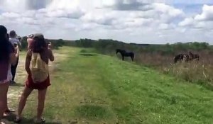 Insolite : un cheval s’attaque violemment à un alligator et tente de la piétiner !