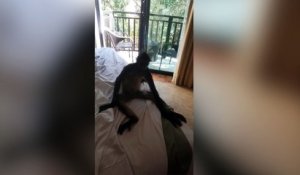 Un singe rentre dans une chambre d'hôtel !