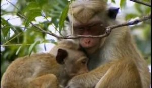Familles de macaques