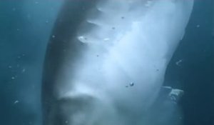 Ce requin tigre s'attaque à une baleine bleue et la dévore vivante