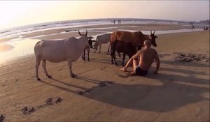 Cette vache n'aime pas ce touriste sur la plage !