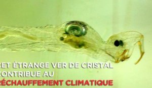 Cet étrange ver de cristal contribue au réchauffement climatique