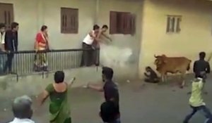 Une vache entrain de semer la terreur et la peur en Inde