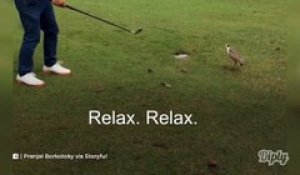 Ce couple d'oiseaux prend cette balle de golf pour leur oeuf... Pas touche golfeur ou t'es mort!