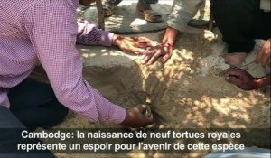 Cambodge: naissance de 9 tortues royales en voie d'extinction