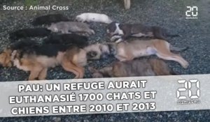 Pau: Un refuge aurait euthanasié 1700 chats et chiens entre 2010 et 2013