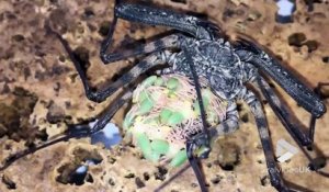 Cette araignée porte ses bébés sur son dos !