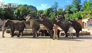 Cette vidéo choquante dénonce la maltraitance dans un zoo Allemand