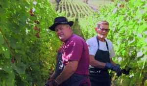 #LiveVendanges - le résumé des vendanges en Alsace