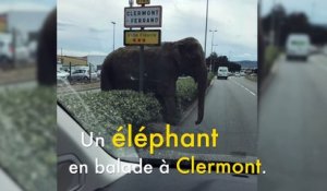 Une éléphante en balade dans les rues de Clermont Ferrand affole les automobilistes