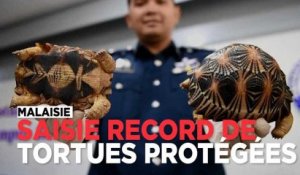Malaisie : saisie de record 330 tortues vivantes dans des valises