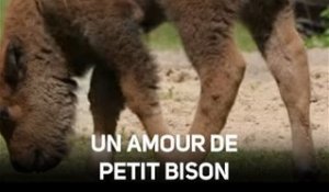 Trop mignons, les bébés bisons !