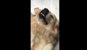Un chien se relaxe pendant que son maître lui brosse son ventre